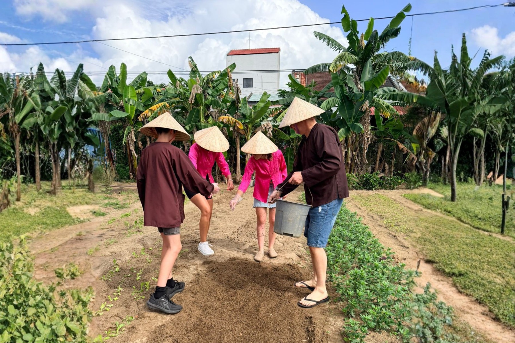 Luống rau hữu cơ trong vườn Caman