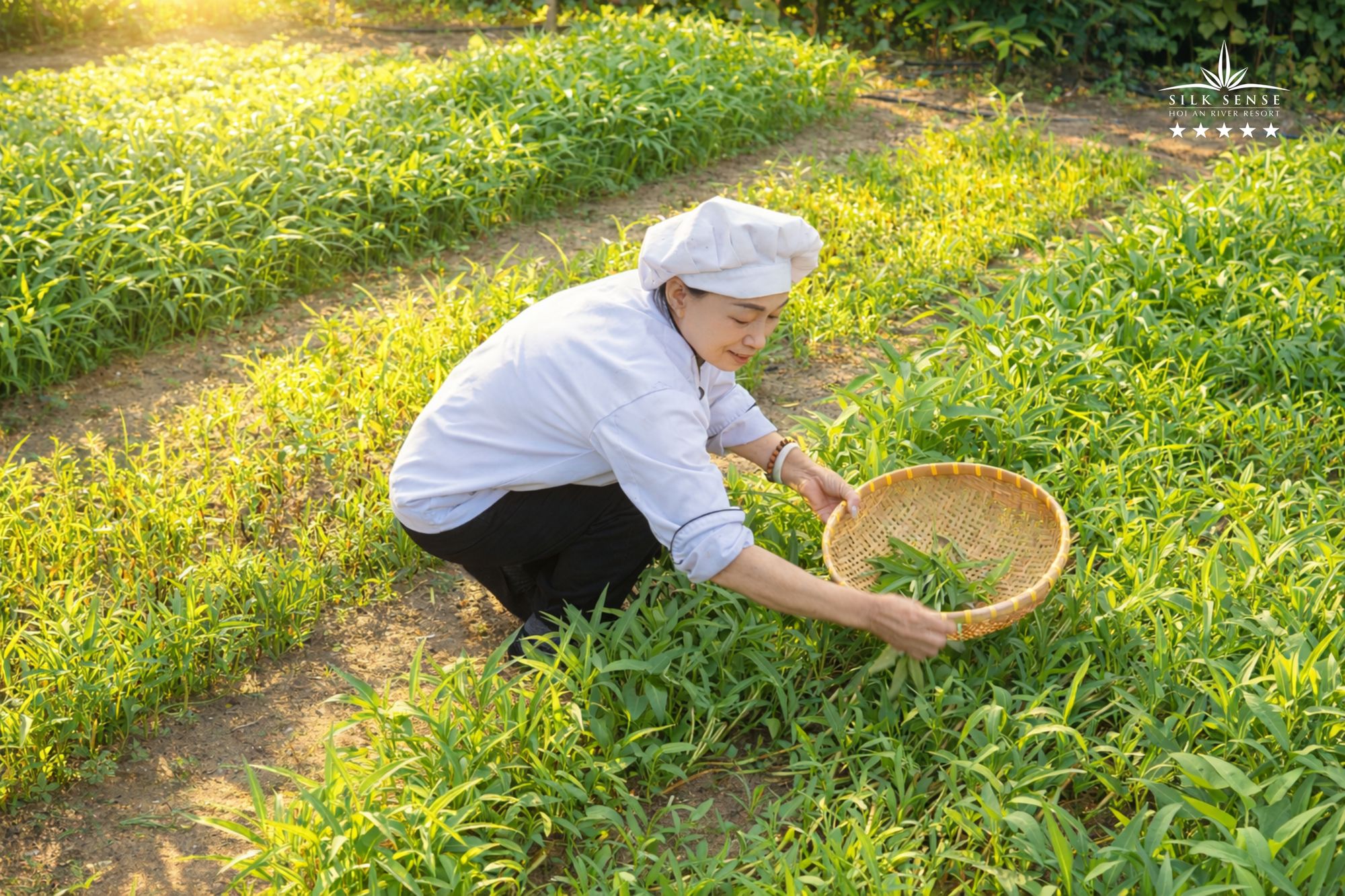 Thu hoạch nông sản tại vườn Caman