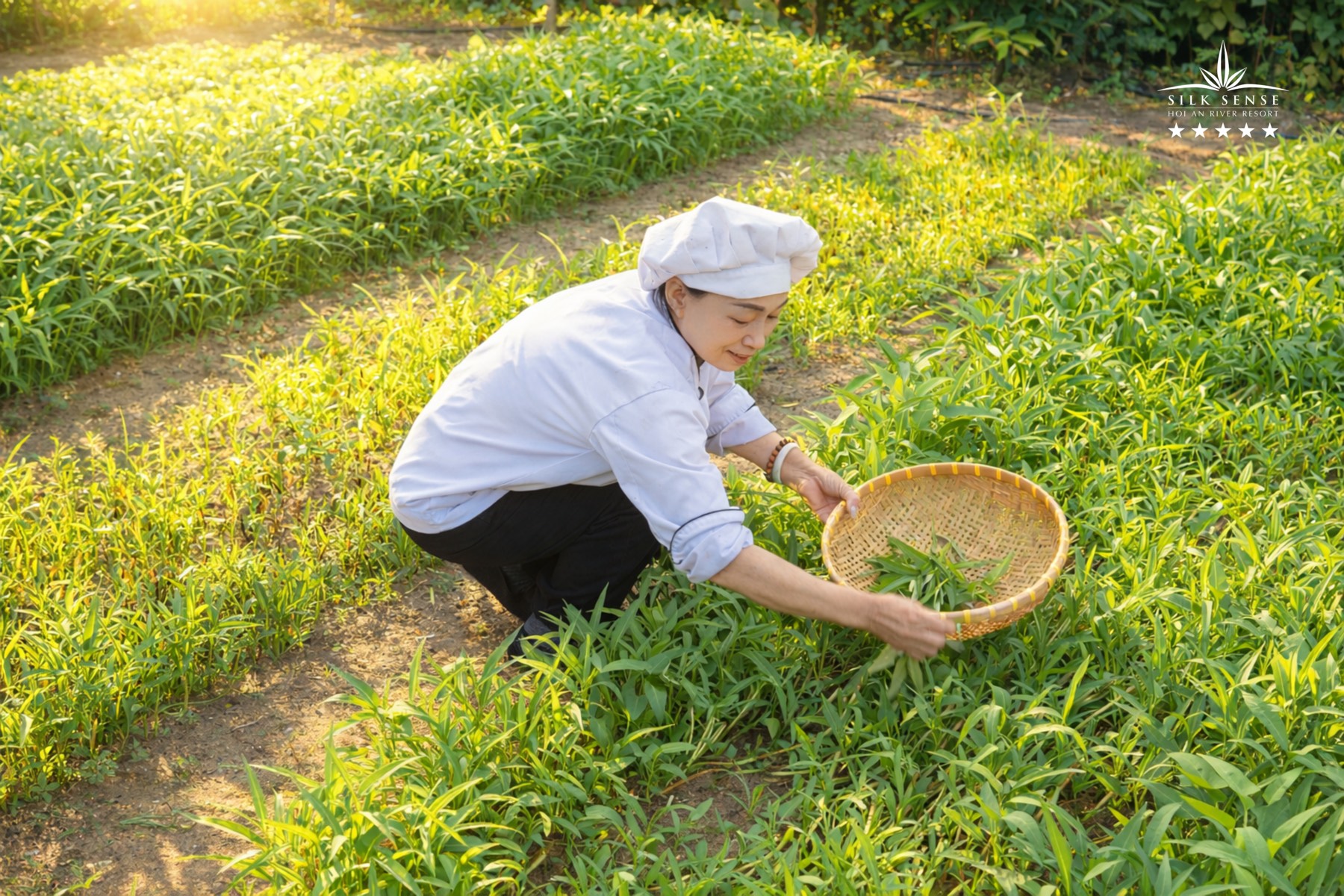Thu hoạch tại vườn Caman