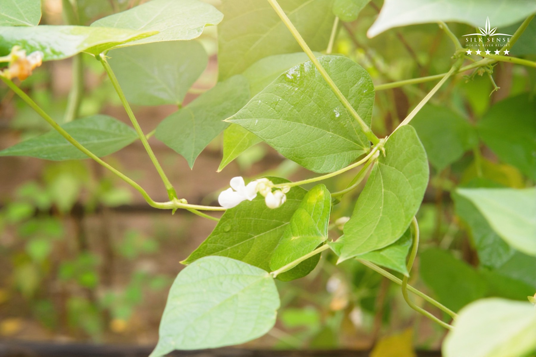 Vườn rau thơm hữu cơ tại Caman
